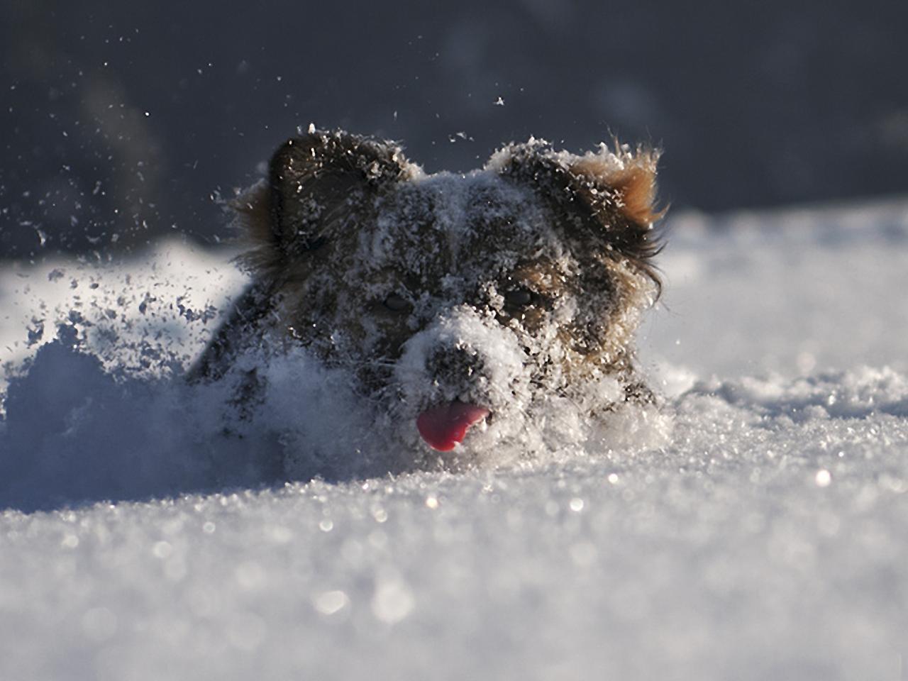 обои Собака вся в снегу фото