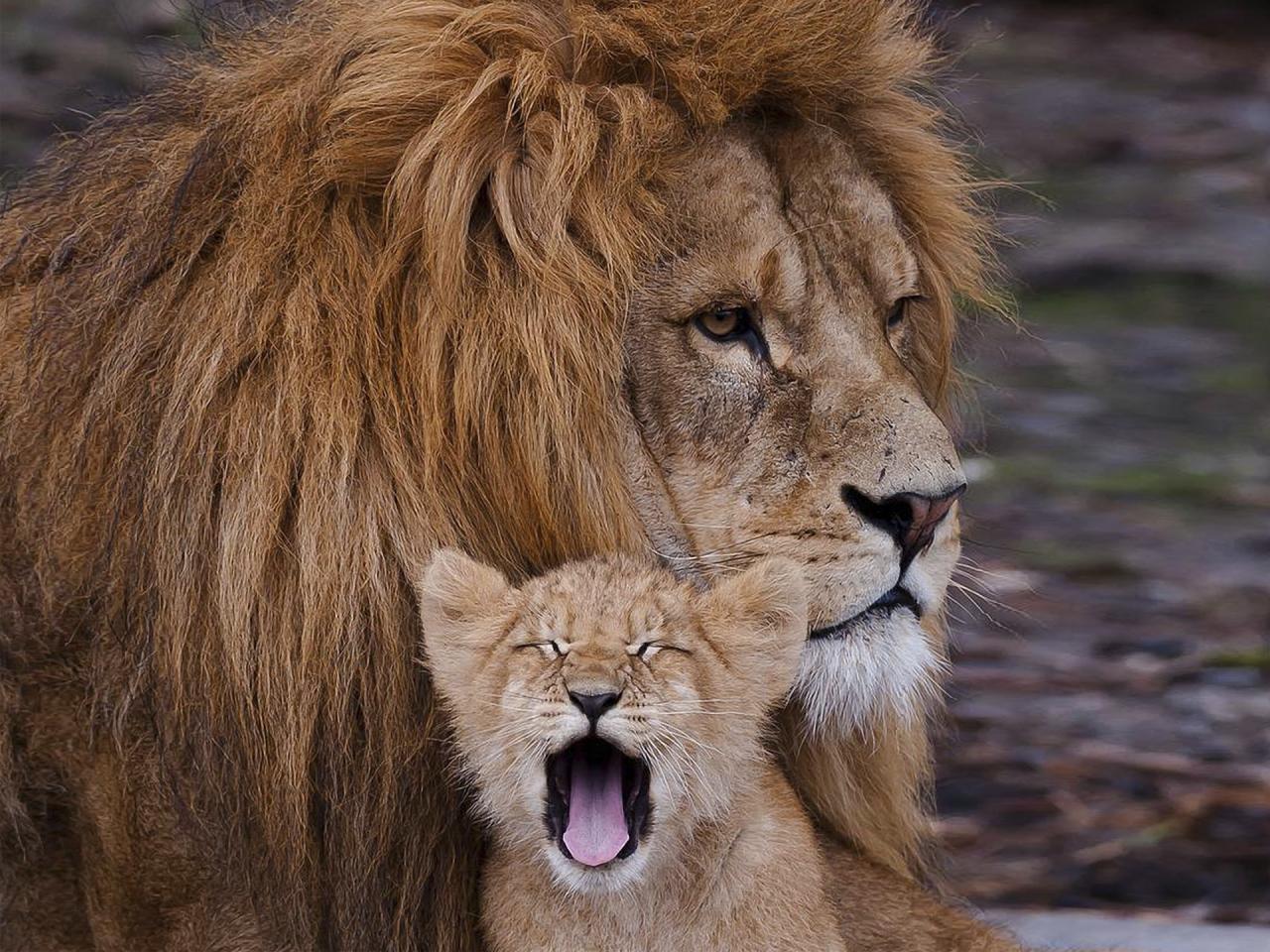 обои Лев с маленьким львёнком фото