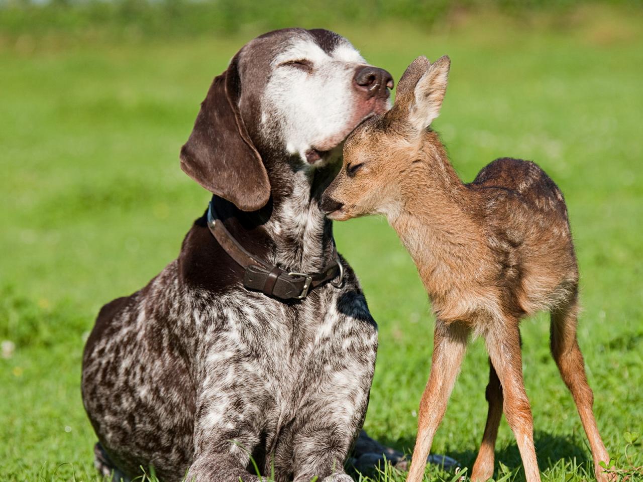 обои Собака и детёныш оленя фото