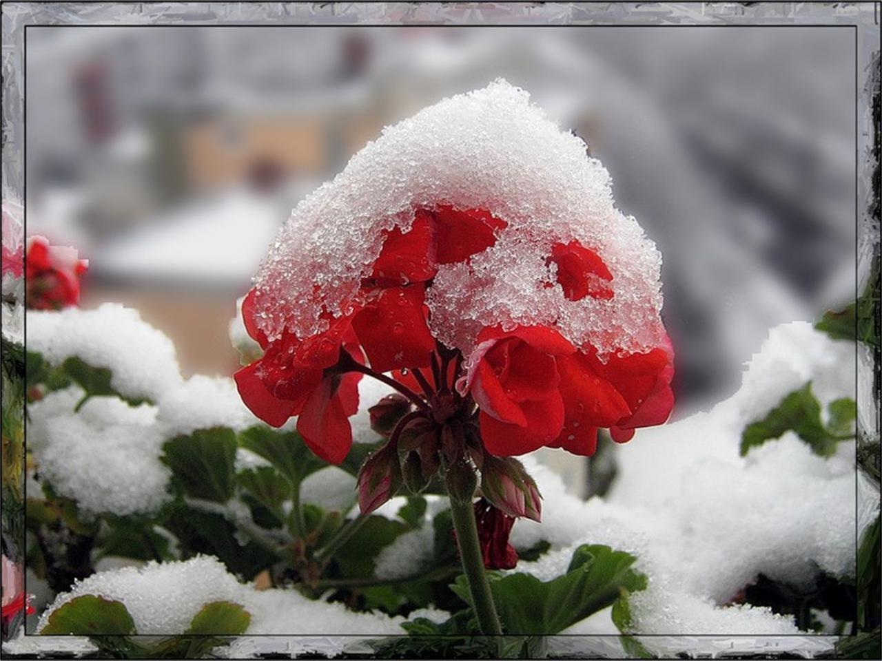 обои Цветы под снегом фото