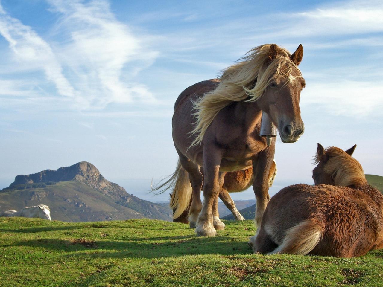 обои Лошади на пастбище в горах фото