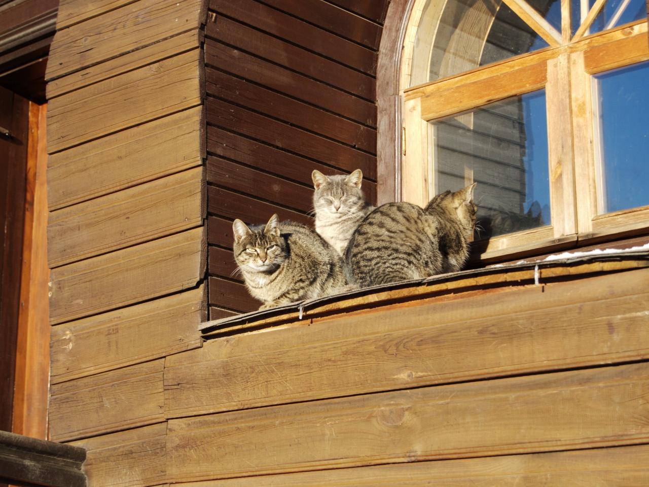 обои Кошки на подооконнике фото