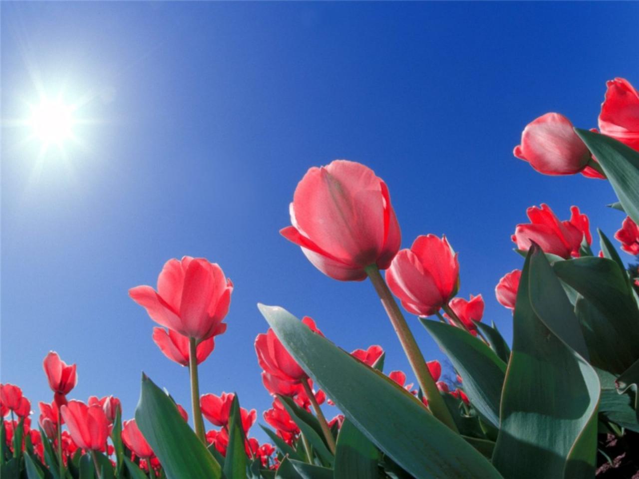 обои Красные тюльпаны тянуться к солнцу фото