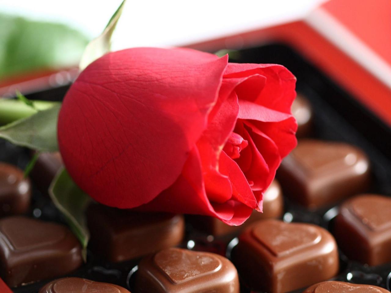 обои Красная роза и шоколад фото