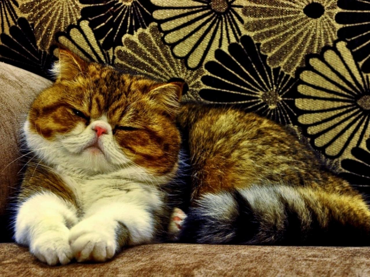 обои Довольный персидский кот фото