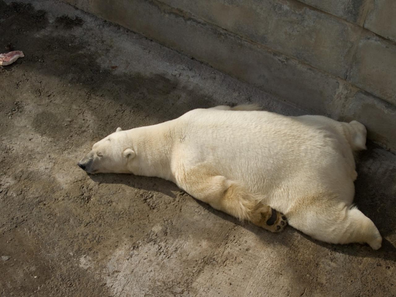 обои Белый медведь расслабляется фото