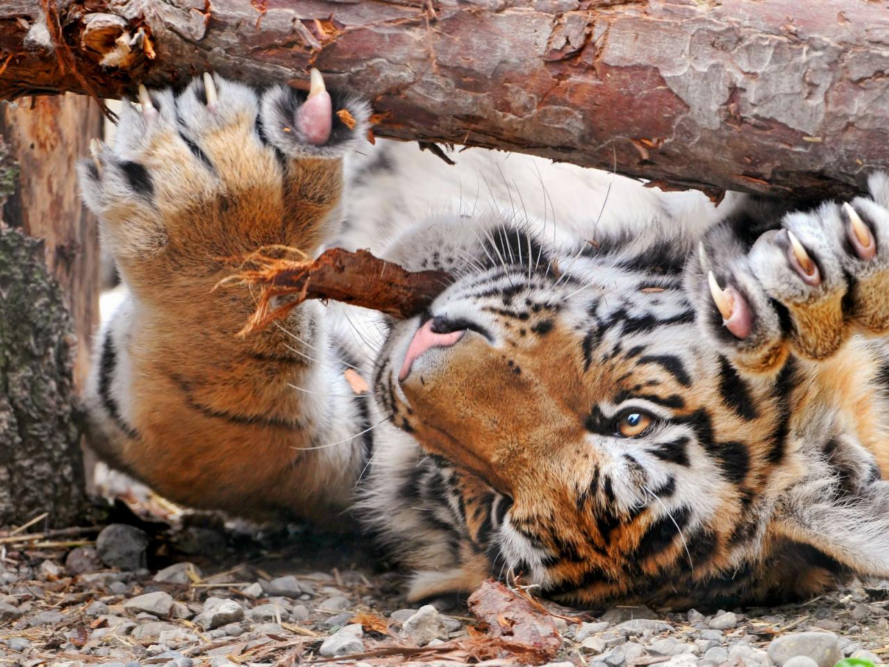 обои Молодой тигр резвится фото