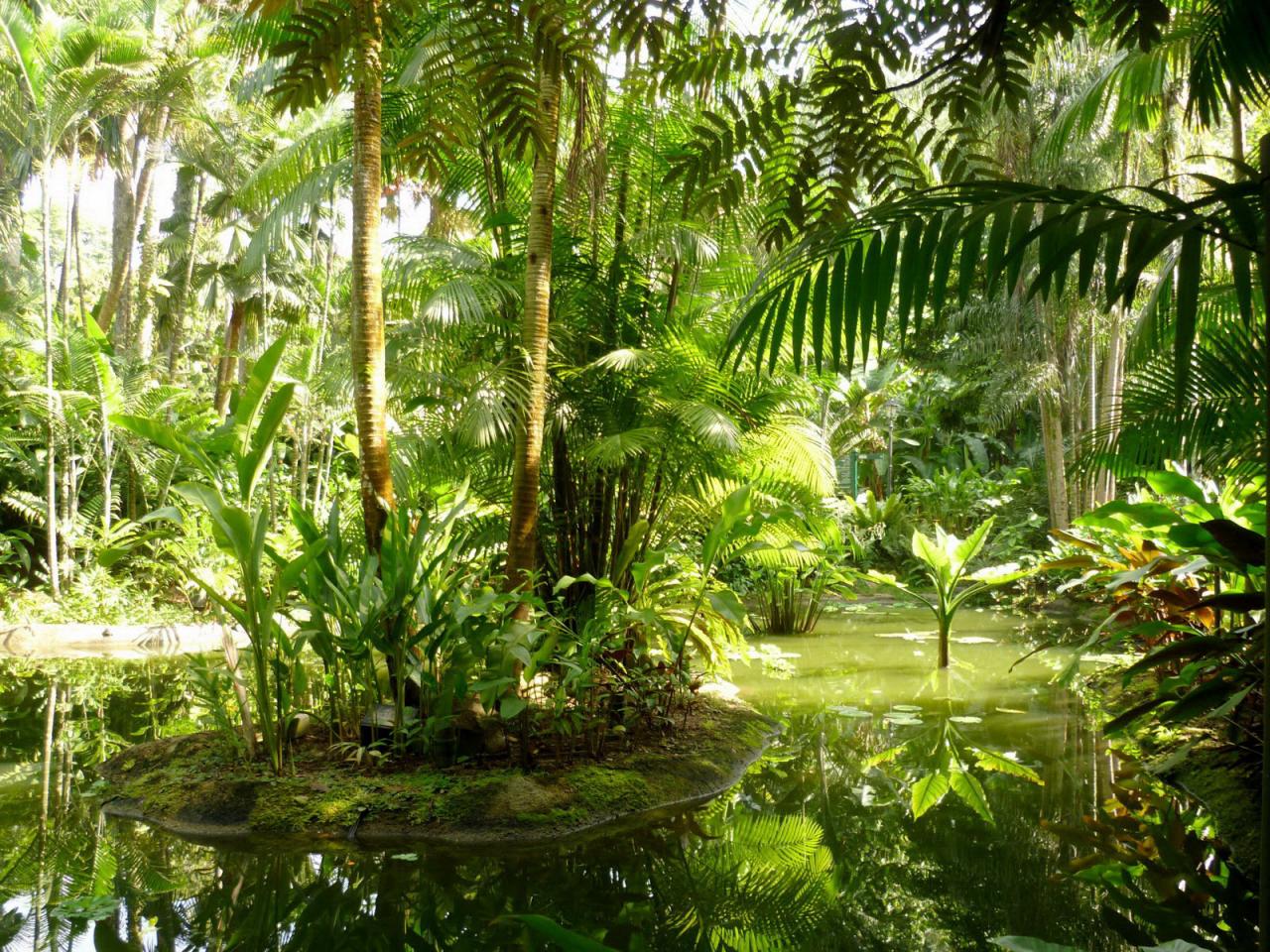обои Тропический лес в воде фото