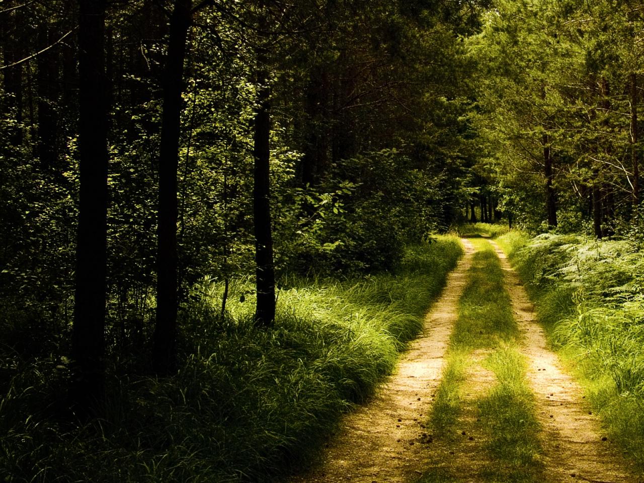 обои Дорога в лес фото