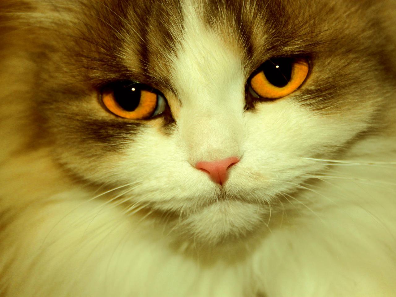 обои Мордочка персидской кошки фото
