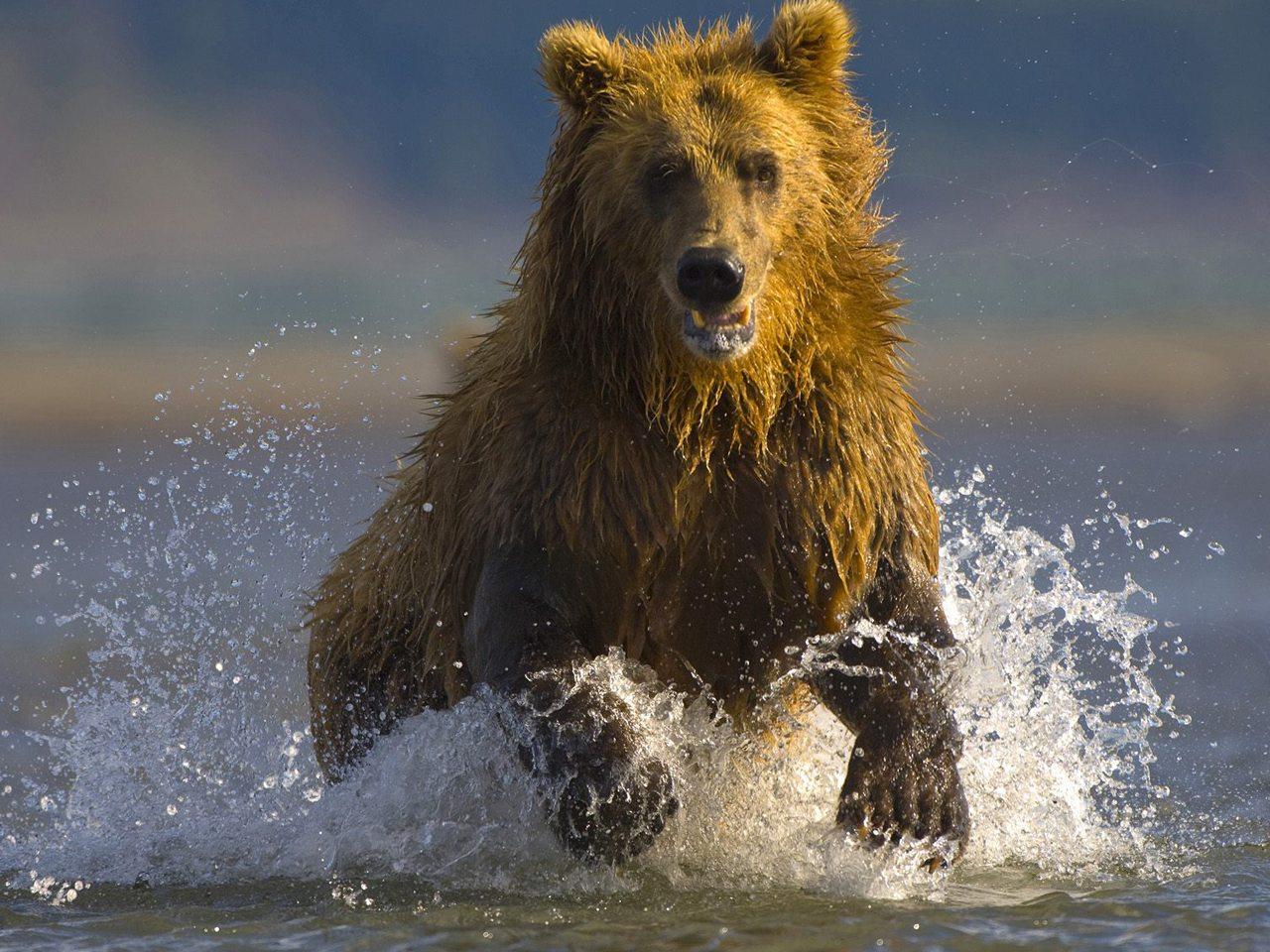 обои Медведь плавает в озере фото