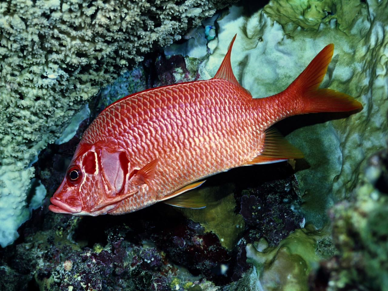 обои Красноватая рыба под водой фото