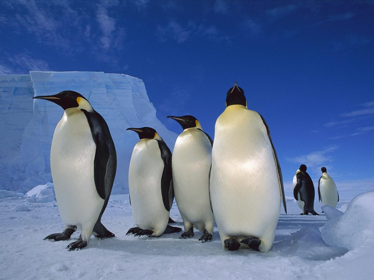 обои Пингвины на льду фото