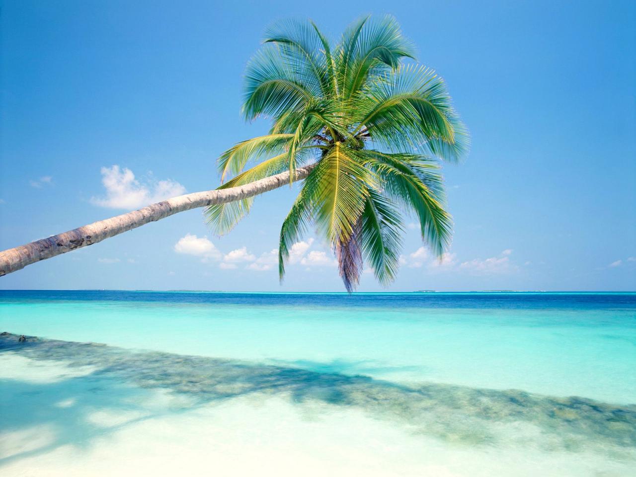 обои Пальма пляж фото