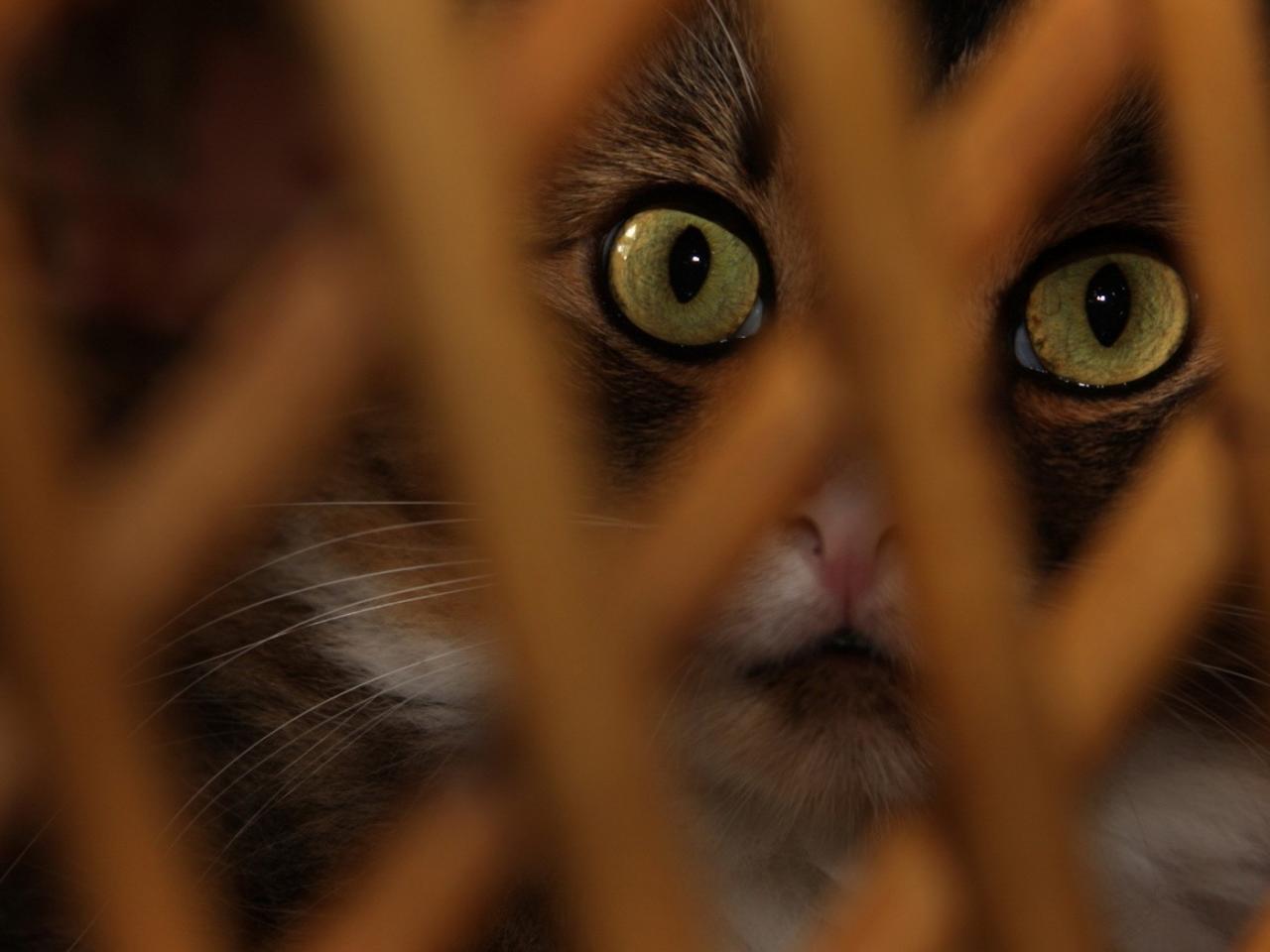обои Напуганные глаза кошки фото