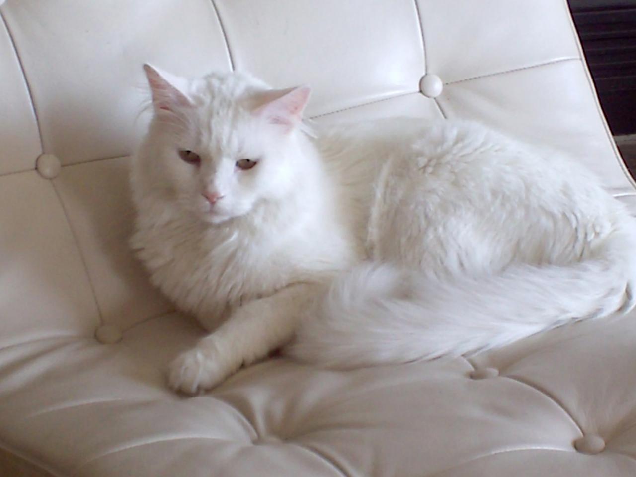 обои Белый кот на белом матрасе фото
