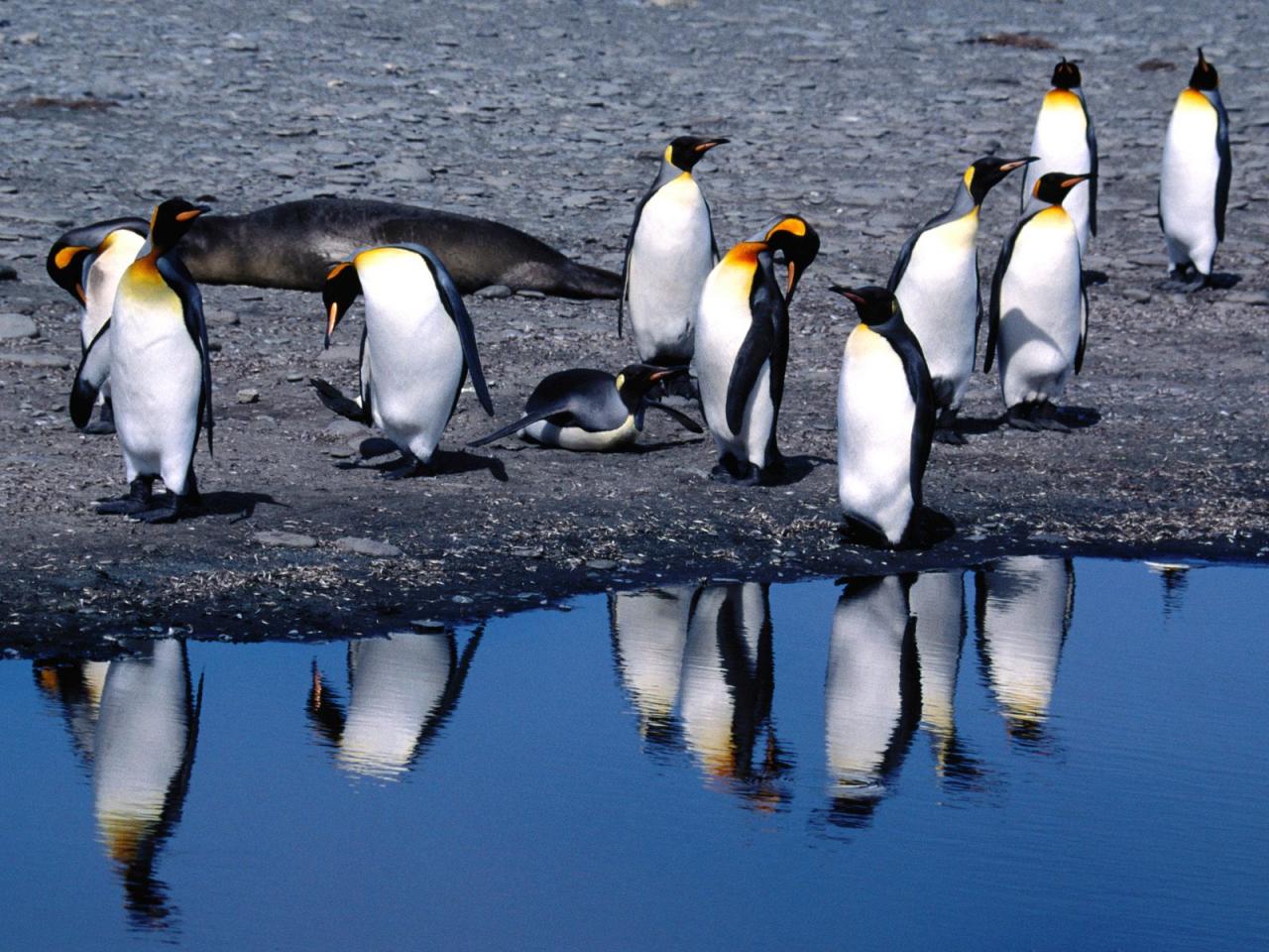 обои Пингвины на берегу фото