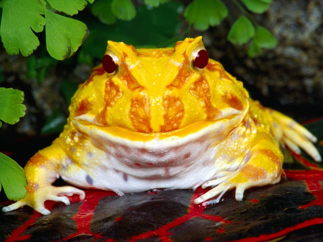 обои Желтая жаба фото