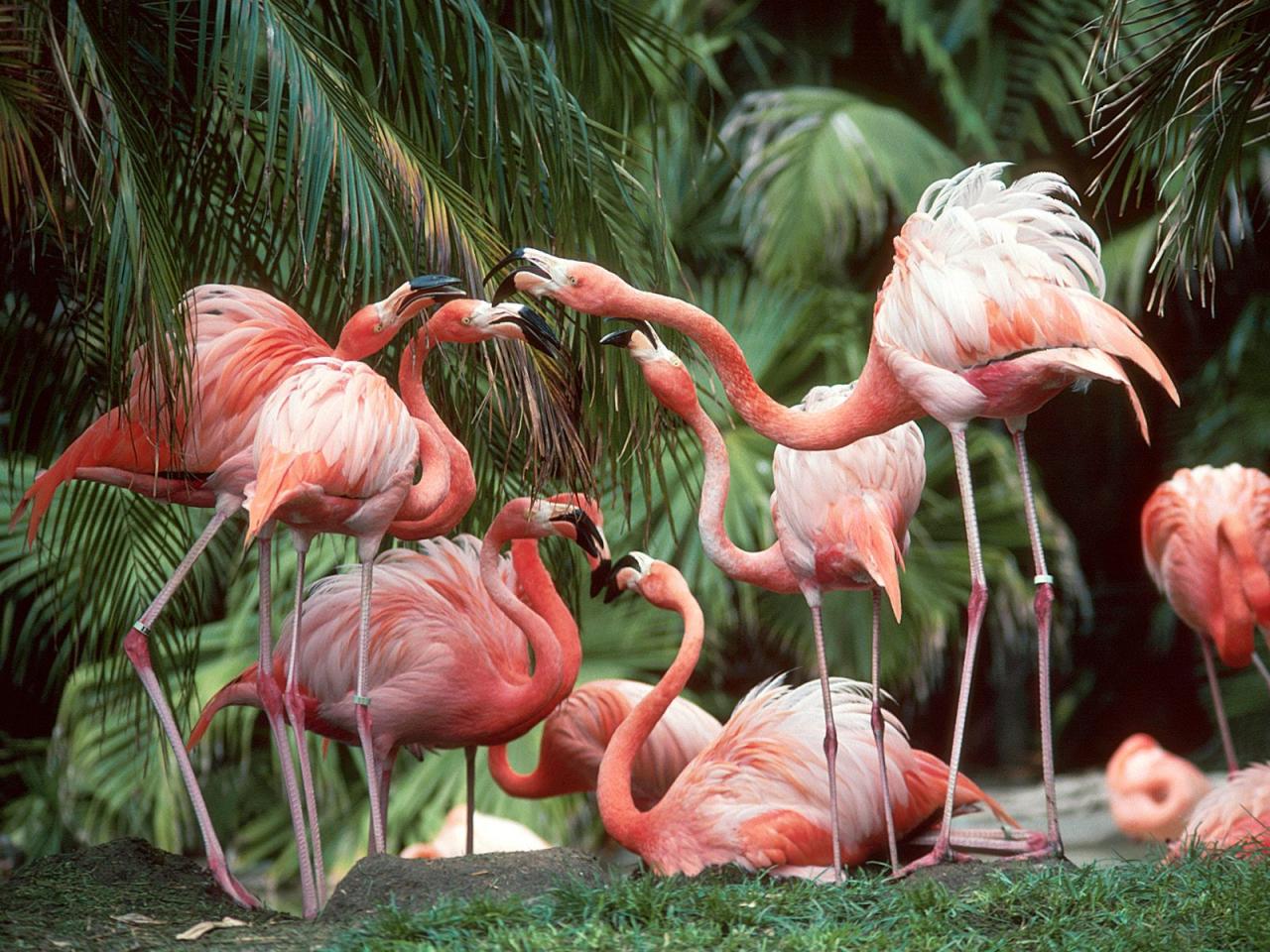 обои Фламинго у пальм фото