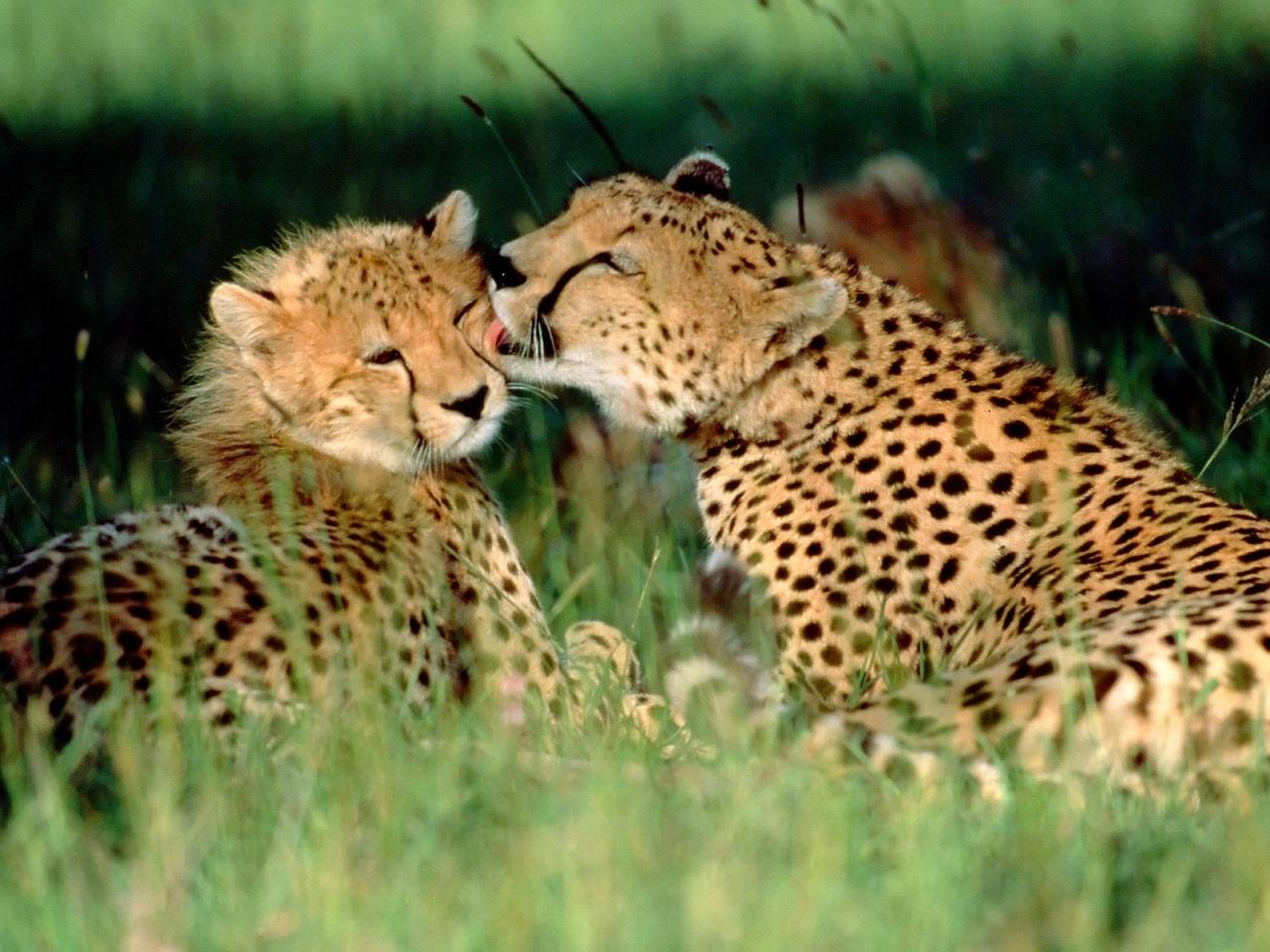 обои Леопарды лежат на траве фото