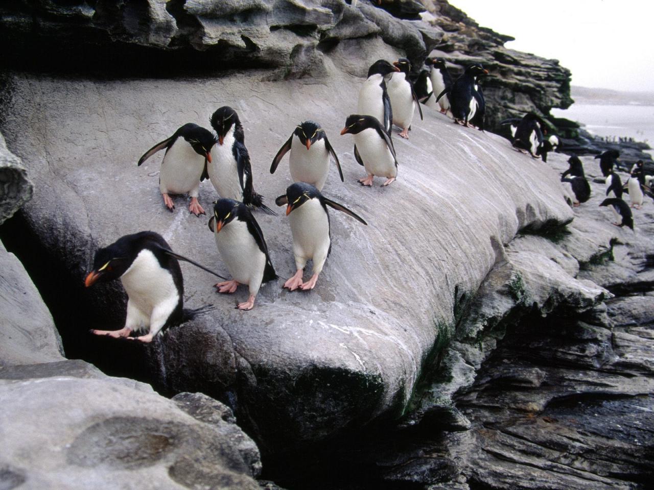обои Пингвины на берегу фото