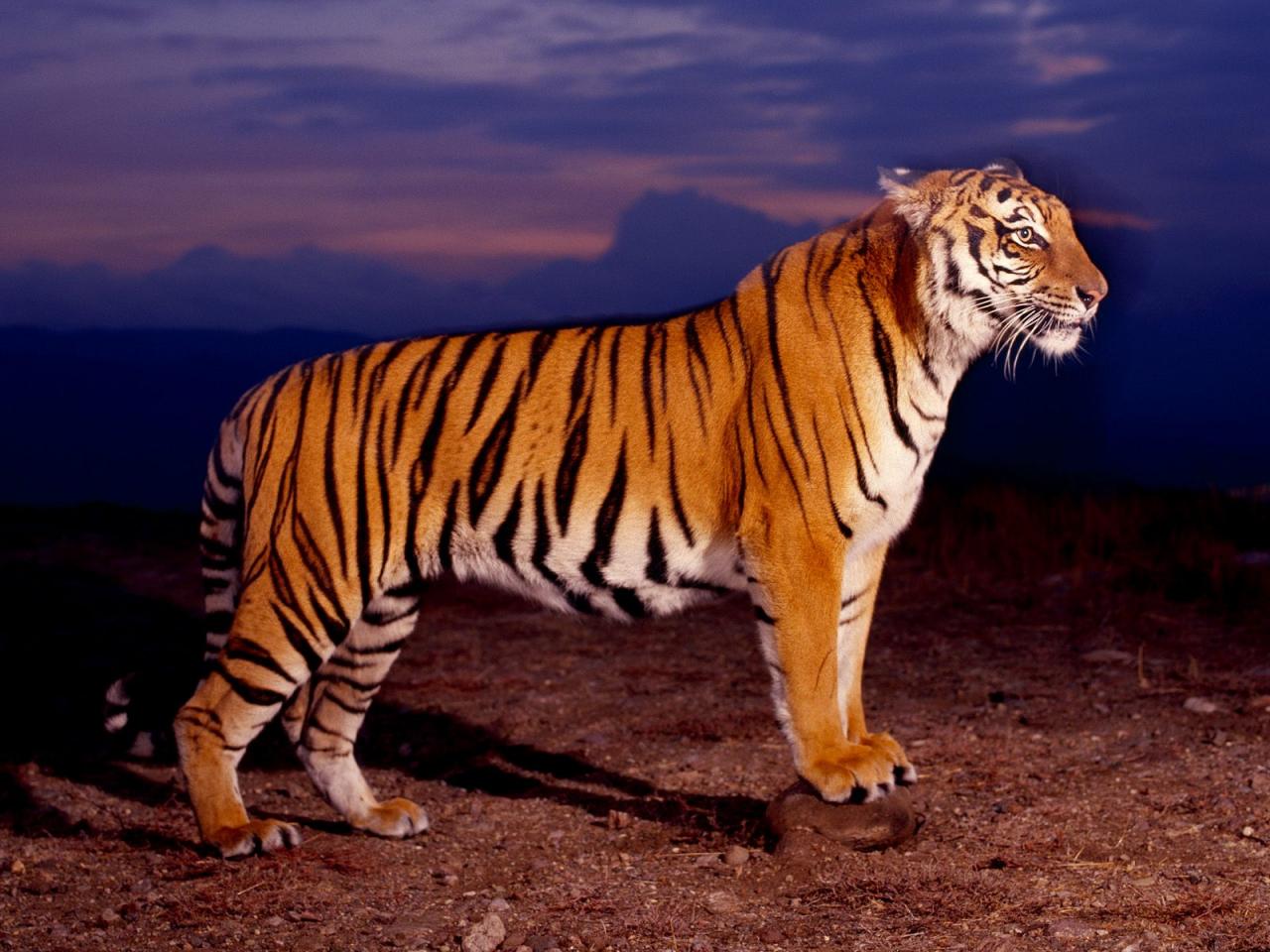 обои Тигр в профиль фото