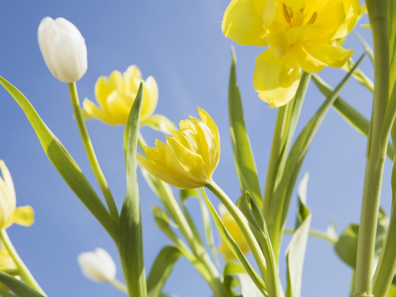обои Желтые тюльпаны на фоне голубого неба фото