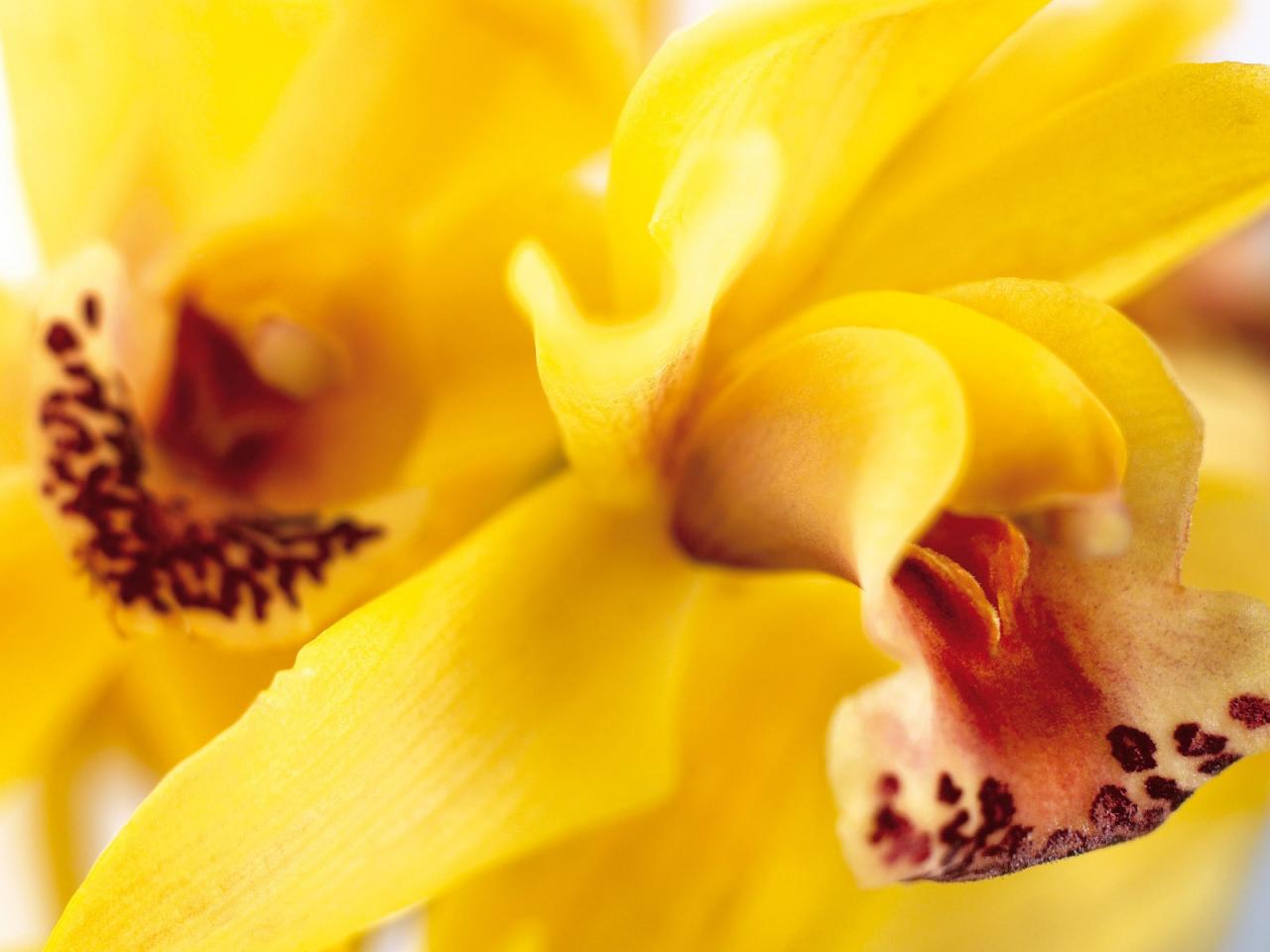 обои Жёлтые орхидеи фото