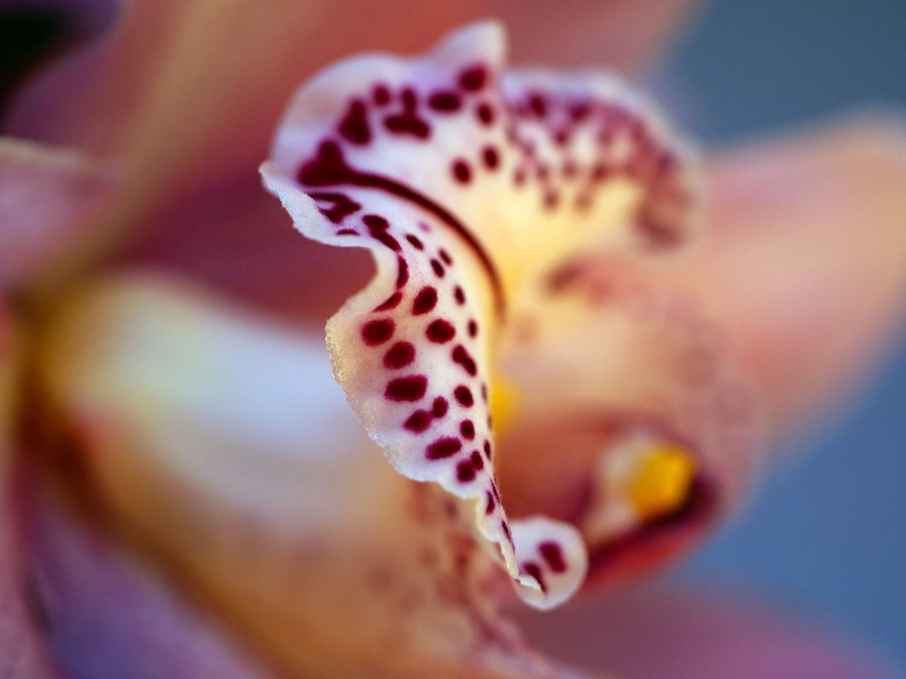 обои Лепестки орхидеи,   макро фото