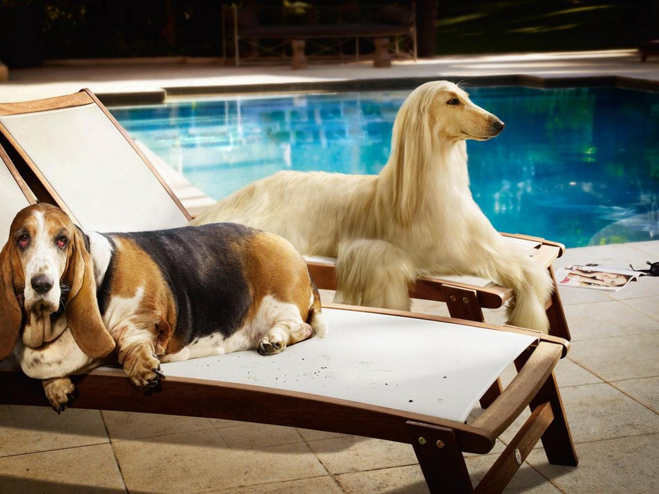 обои Парочка собак на лежаках фото