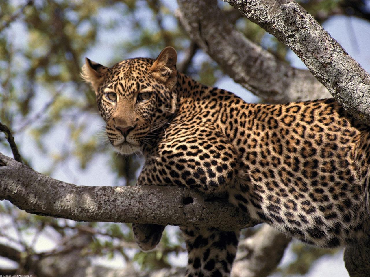 обои Леопард примостился на дерево фото