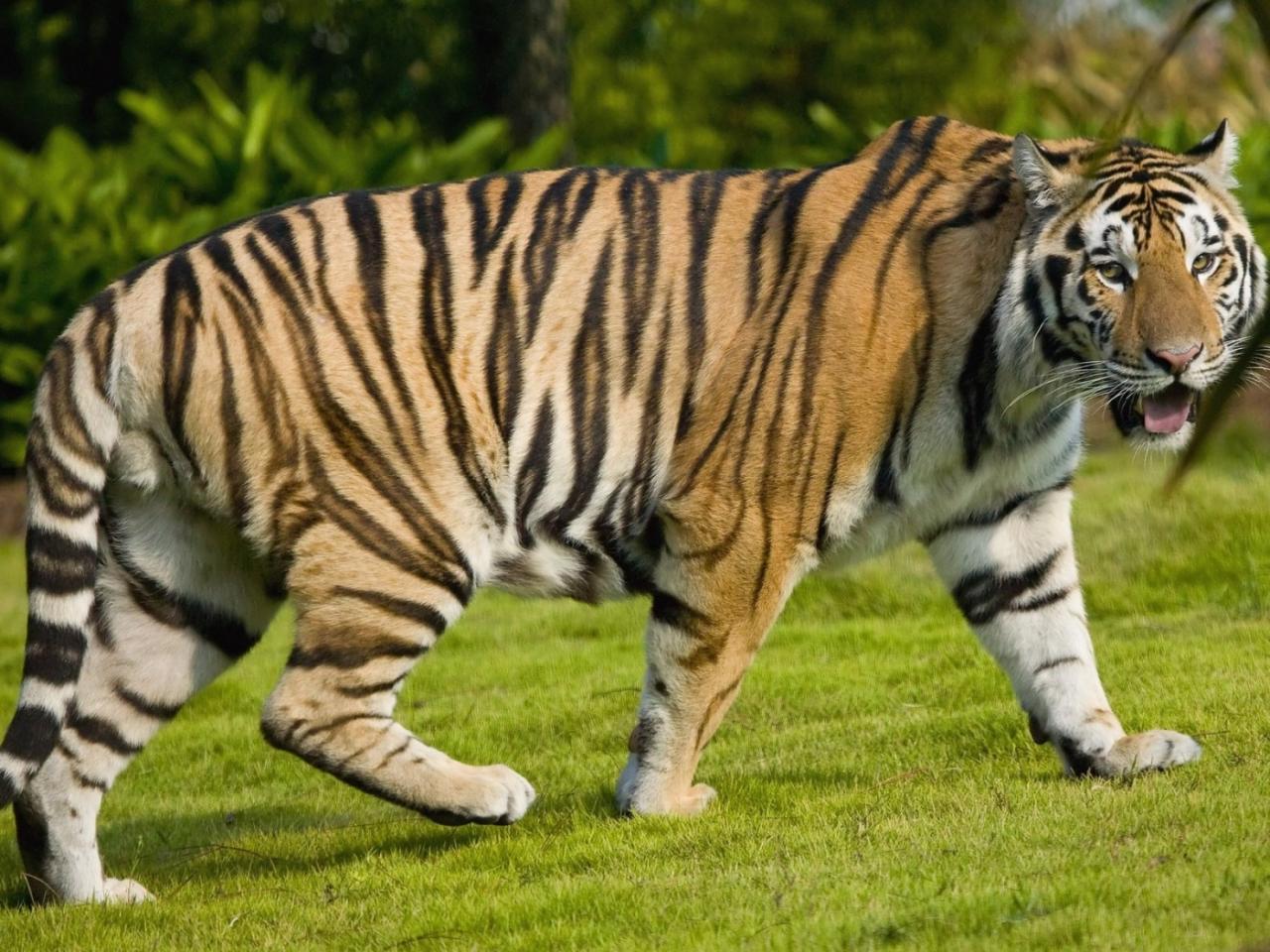 обои Тигр на прогулке по лугу фото