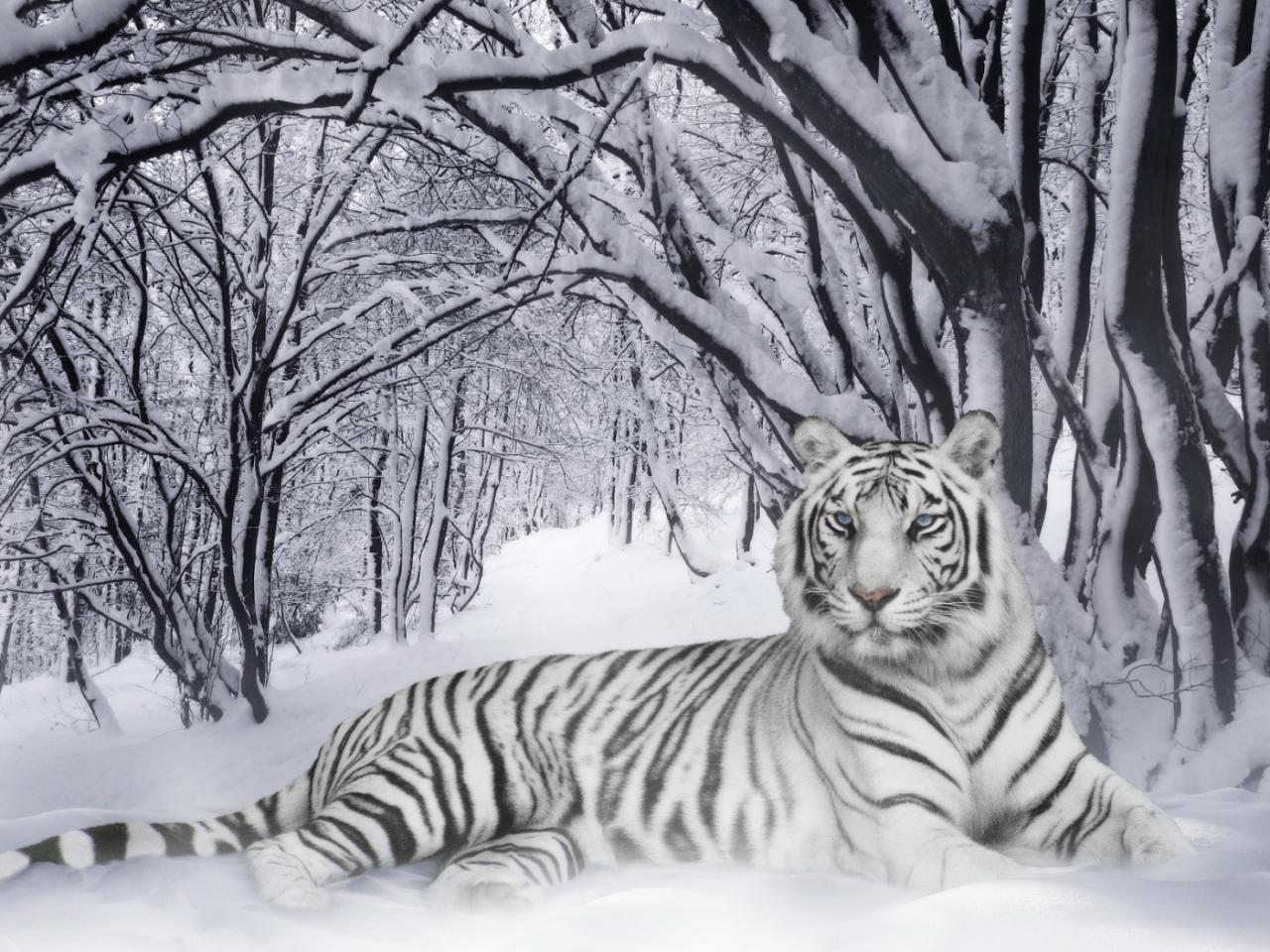 обои Белый тигр на снегу фото