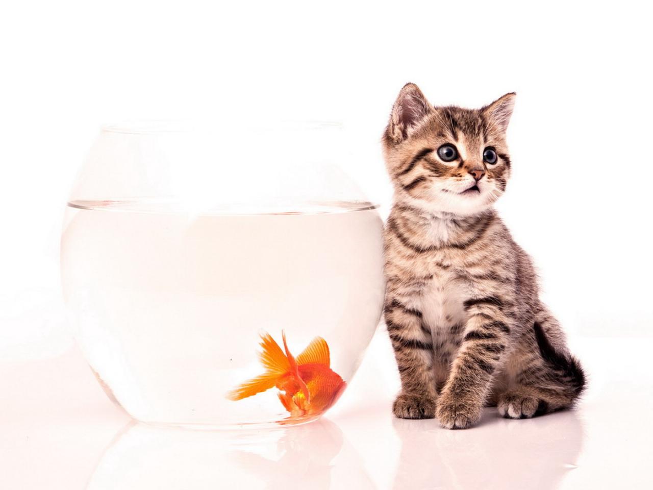 обои Котёнок и золотая рыбка фото