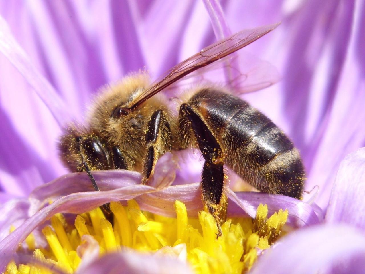 обои Пчелка на сиреневом цветке фото