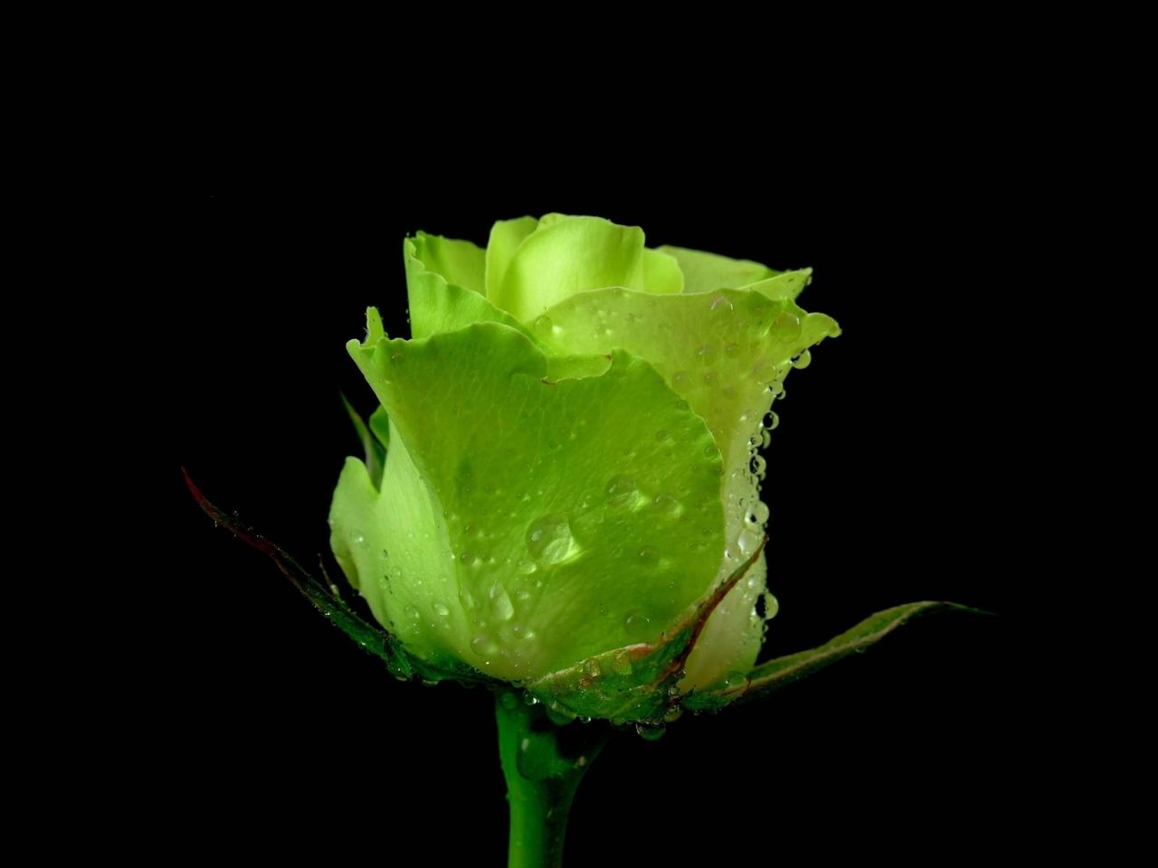 обои Зеленая роза на черном фоне фото
