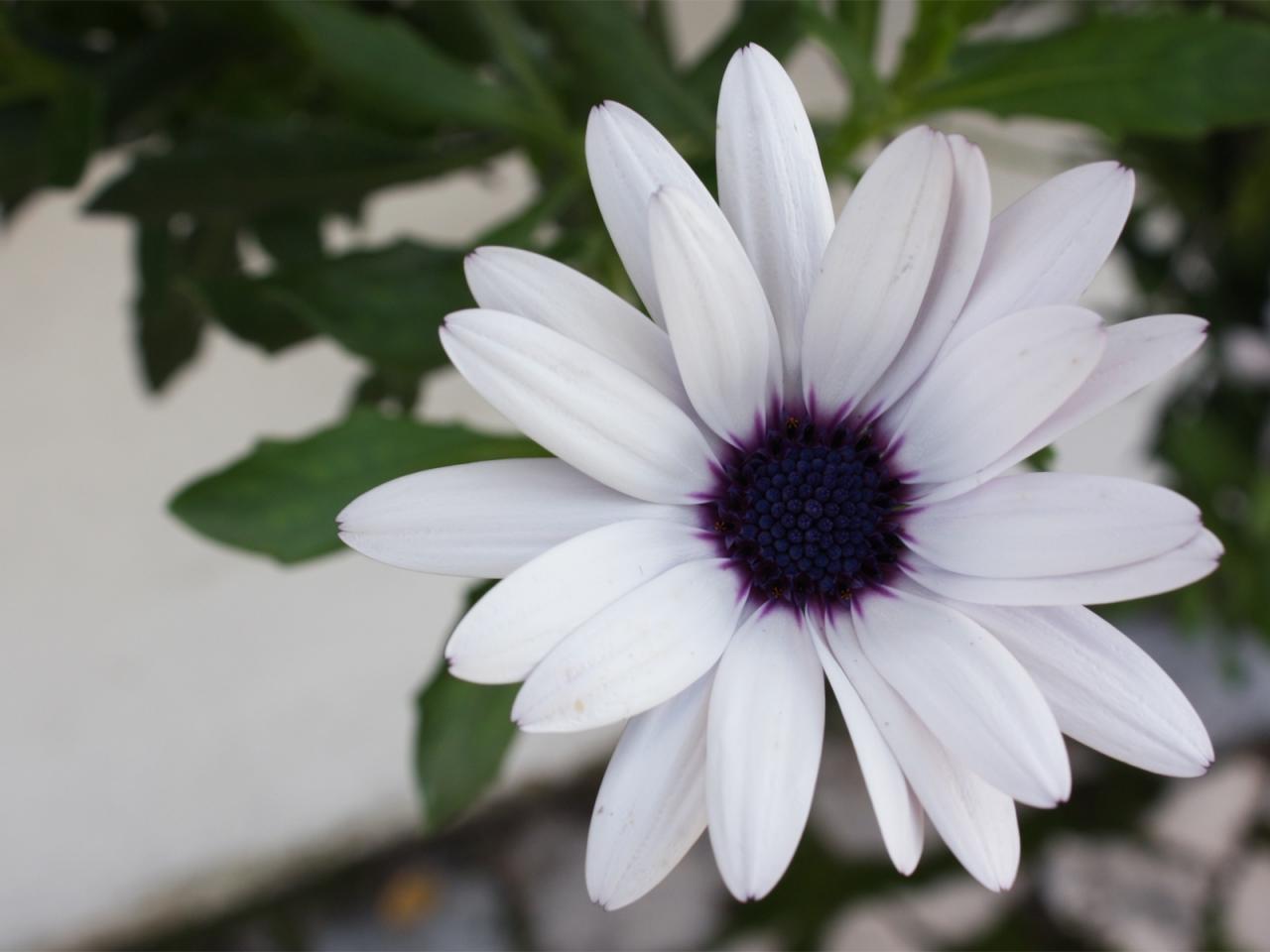 обои Белый цветок,   фото фото