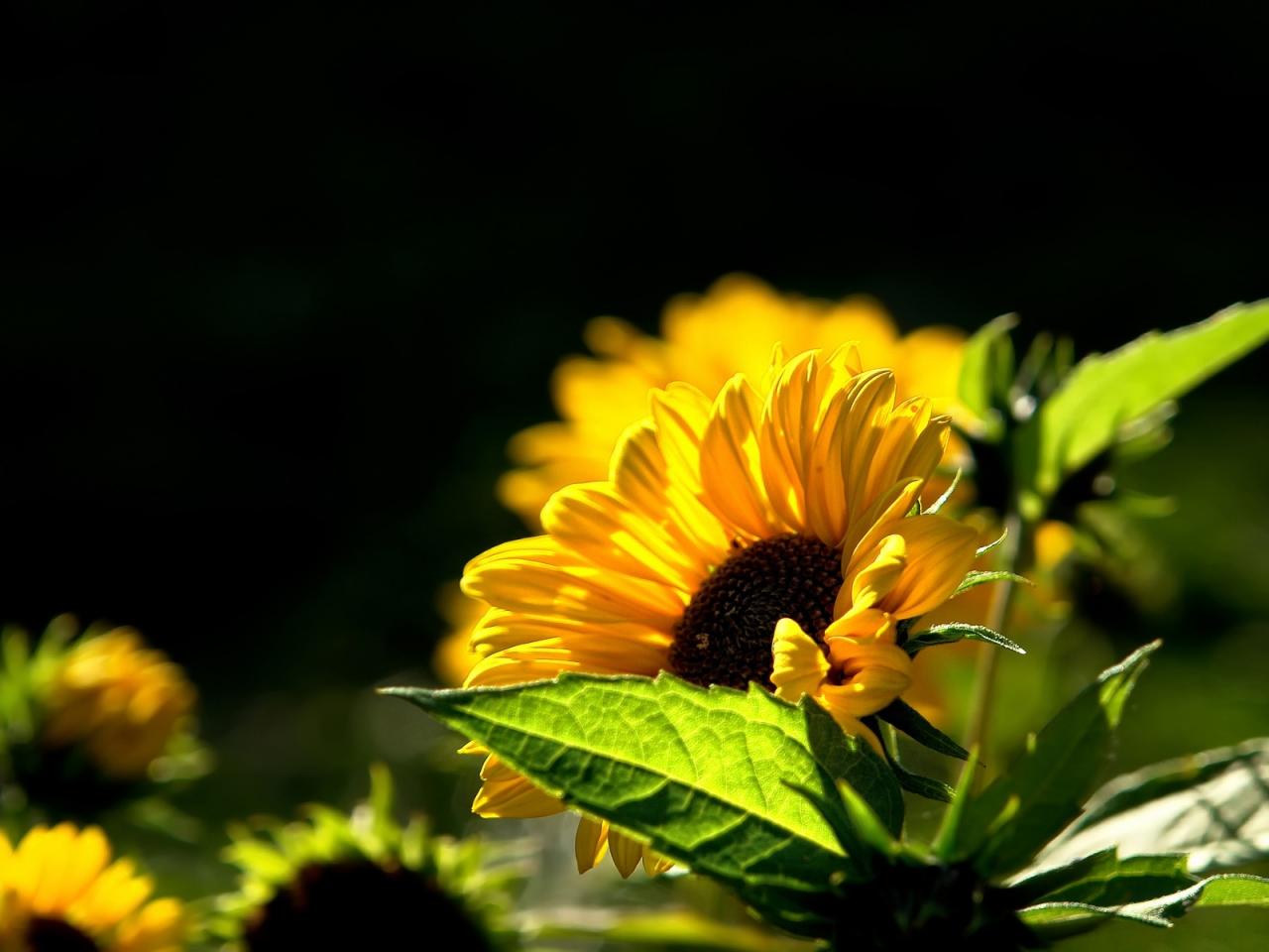 обои Желтые цветы,   контровой свет фото