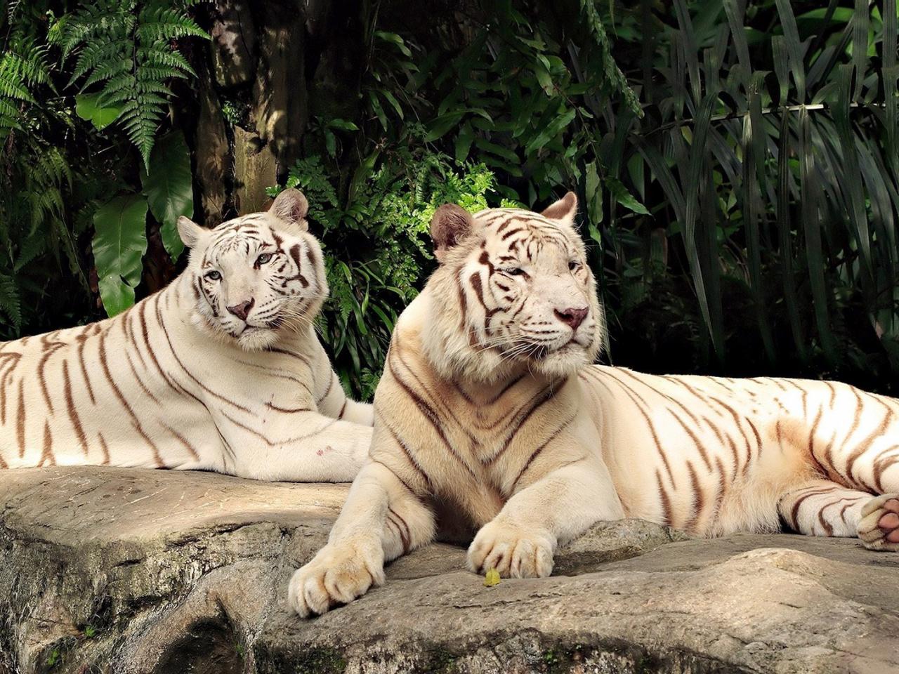 обои Два белых тигра фото