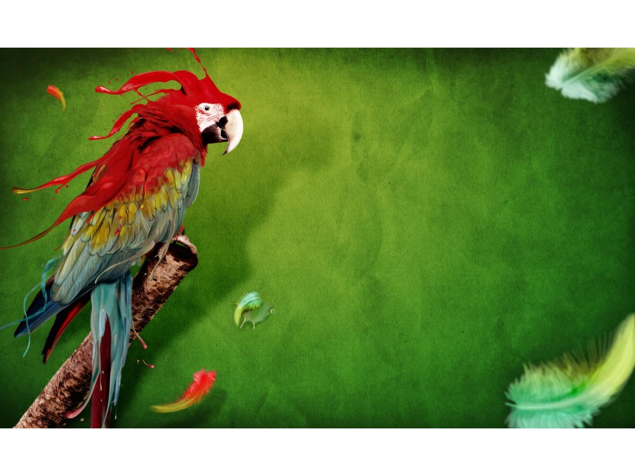 обои Разъяренный попугай,   перья фото