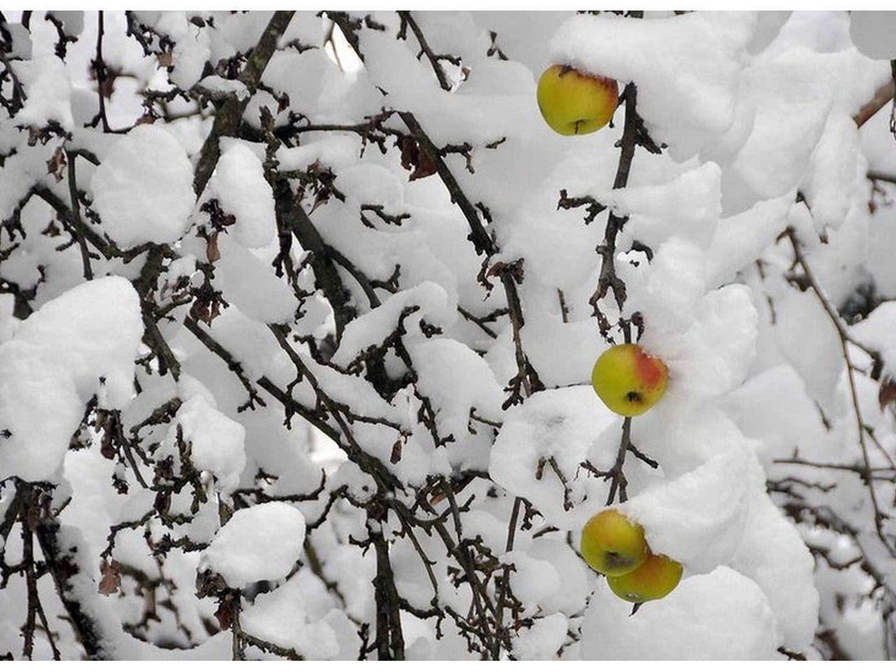обои Яблоки в снегу фото
