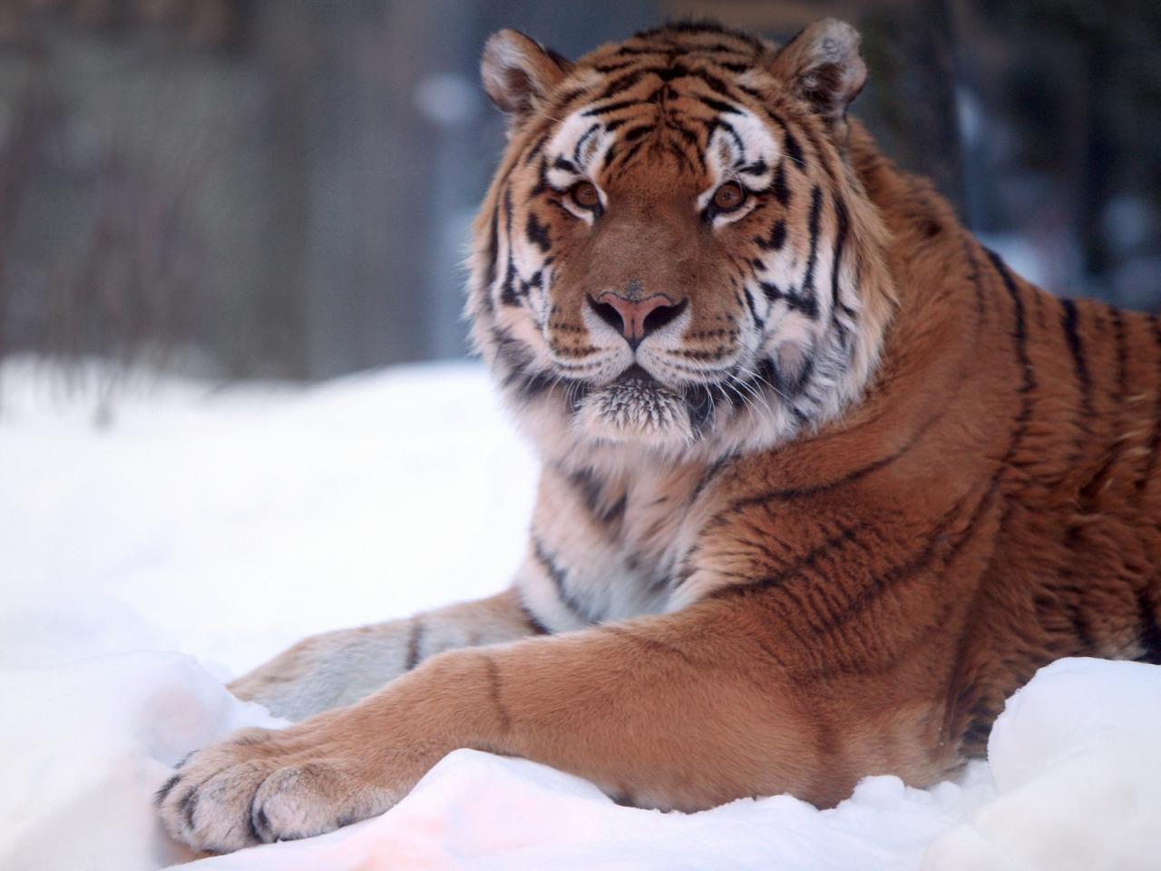 обои Тигр на снегу фото