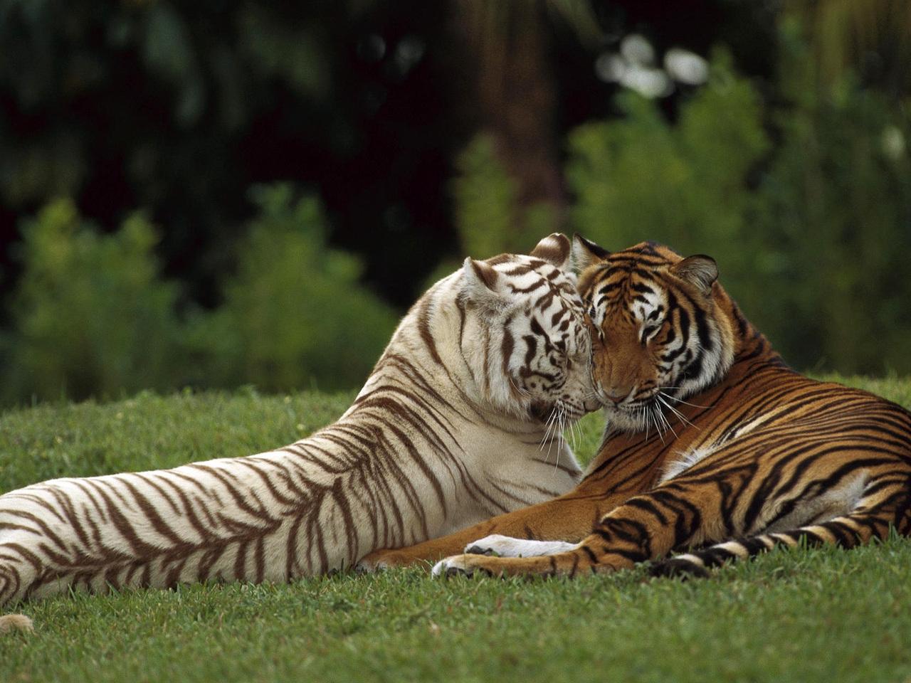 обои Тигры на природе фото