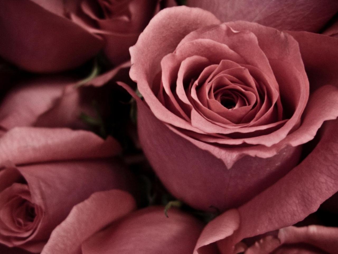 обои Красивые нежные розы фото