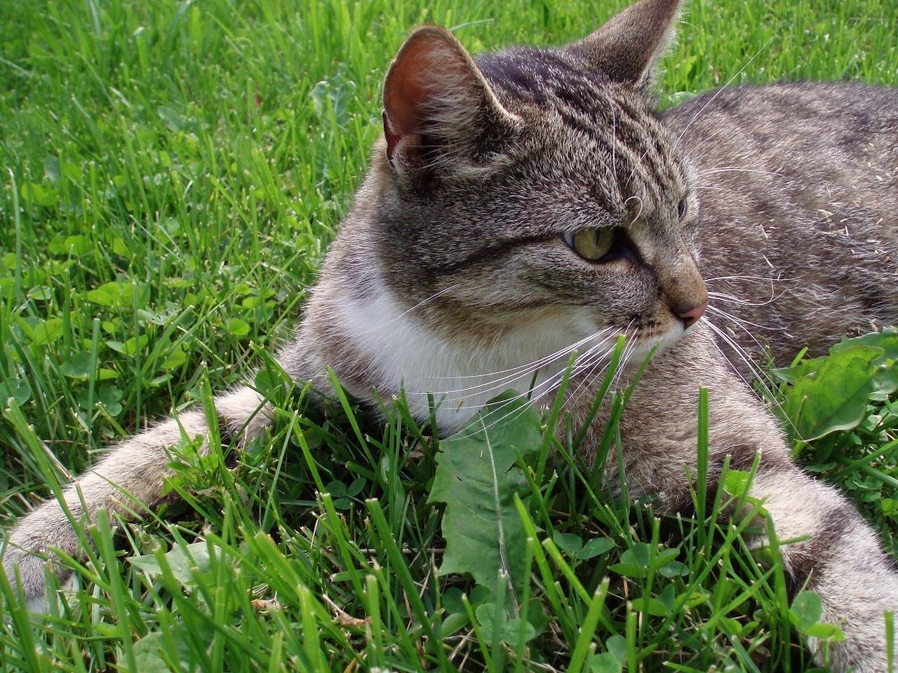 обои Кот разлегся на траве фото