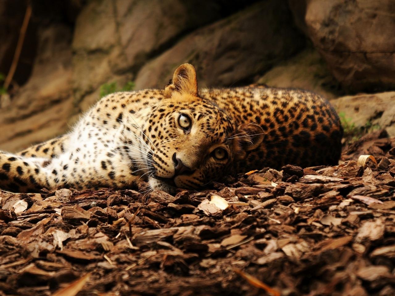 обои Леопард балдежно отдыхает фото