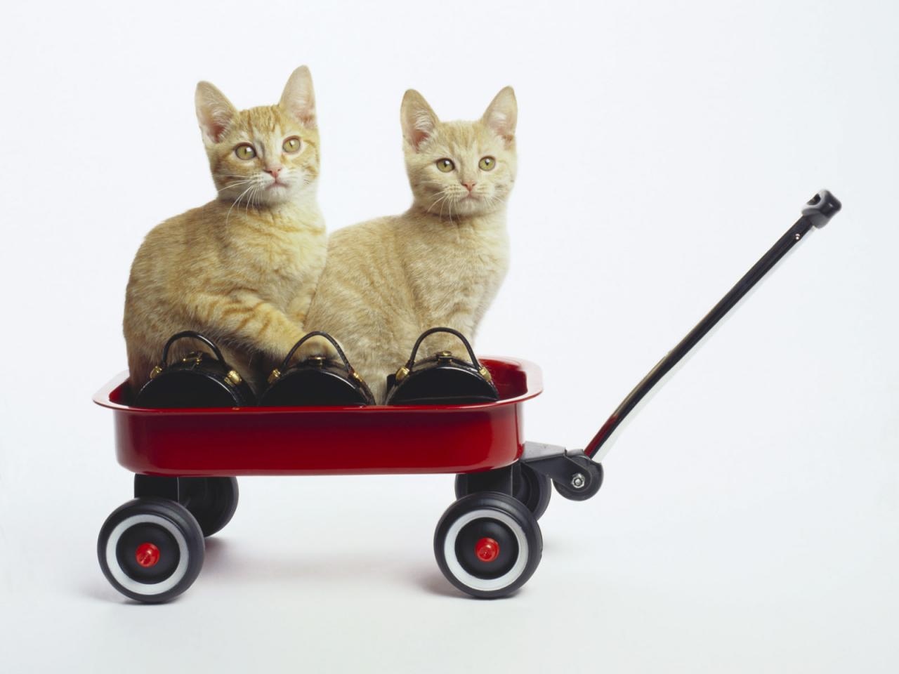 обои Кошачий транспорт фото