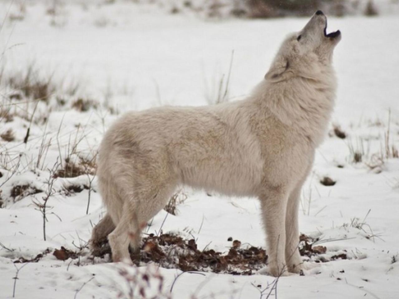 обои Белая волчица фото