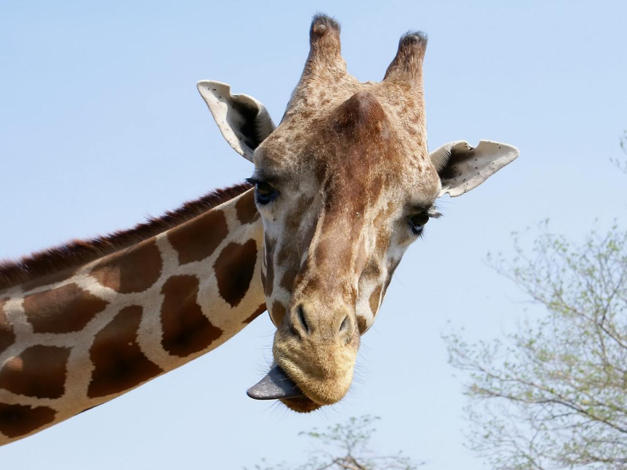 обои Портрет жирафа с языком фото