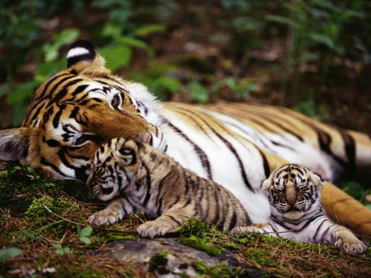 обои Тигровое семейство на природе фото